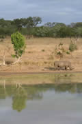 Reflective Rhino, Sabi Sand Game Reserve, &copy;Brian Jones